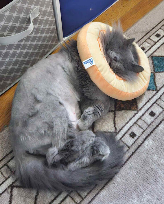 Donut Dreams Donut Dreams