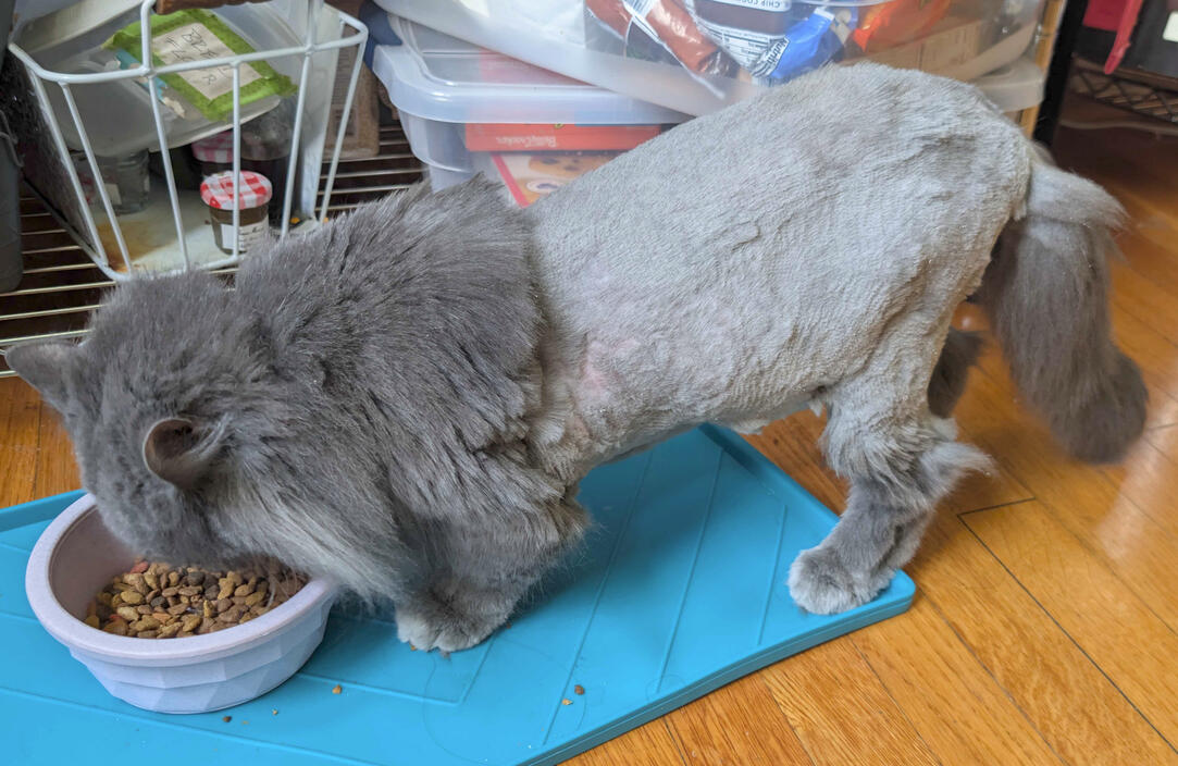 Psuedo Lion cut Psuedo Lion cut