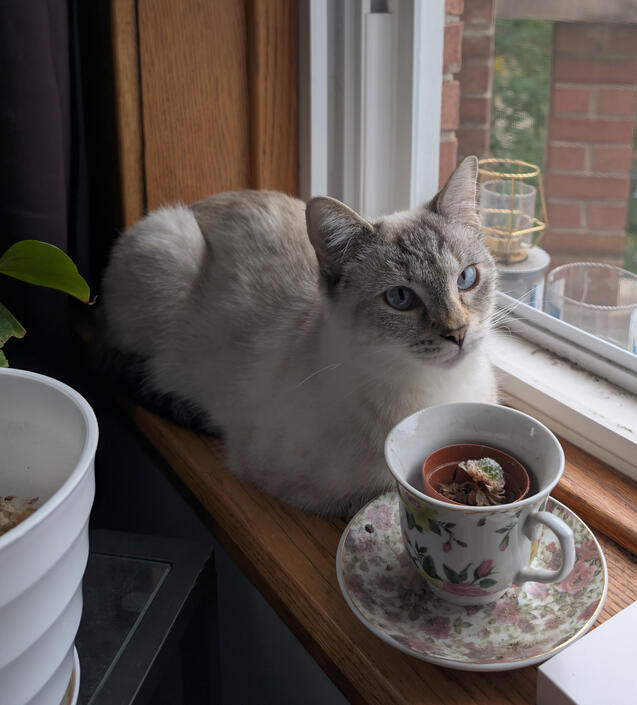 Teatime with pumpkin Teatime with pumpkin