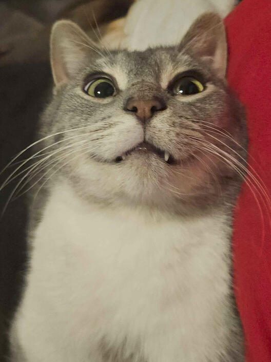 Goofy Eyes Goofy Eyes