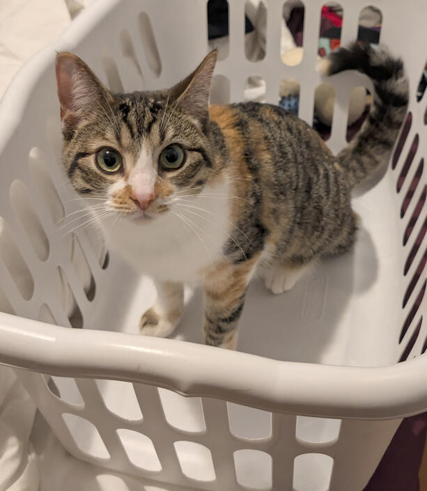Laundry Cat Laundry Cat