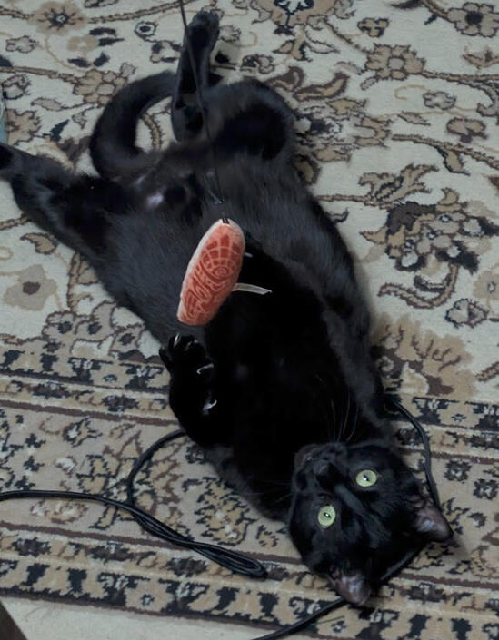 Sushi Sushi